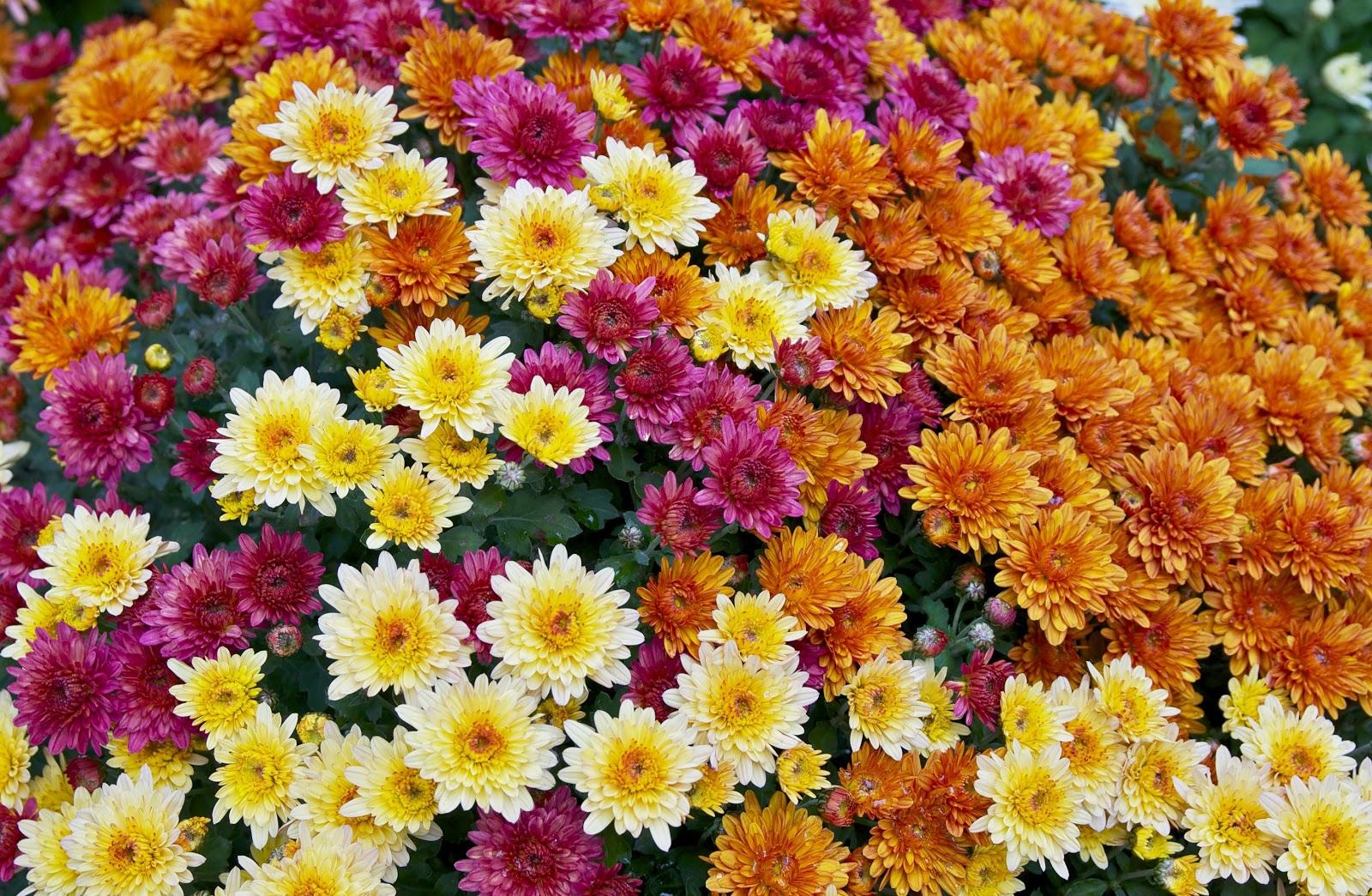 Chrysanthemum flowers are the source of pyrethrins, widely available insecticides that may be toxic to bees and fish. Photo: Wikimedia Commons