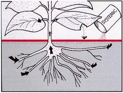 A systemic pesticide is taken in through roots and circulated throughout the plant. PMEP, Cornell University