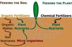 Organic fertilizers support the soil food web. Matrixxco