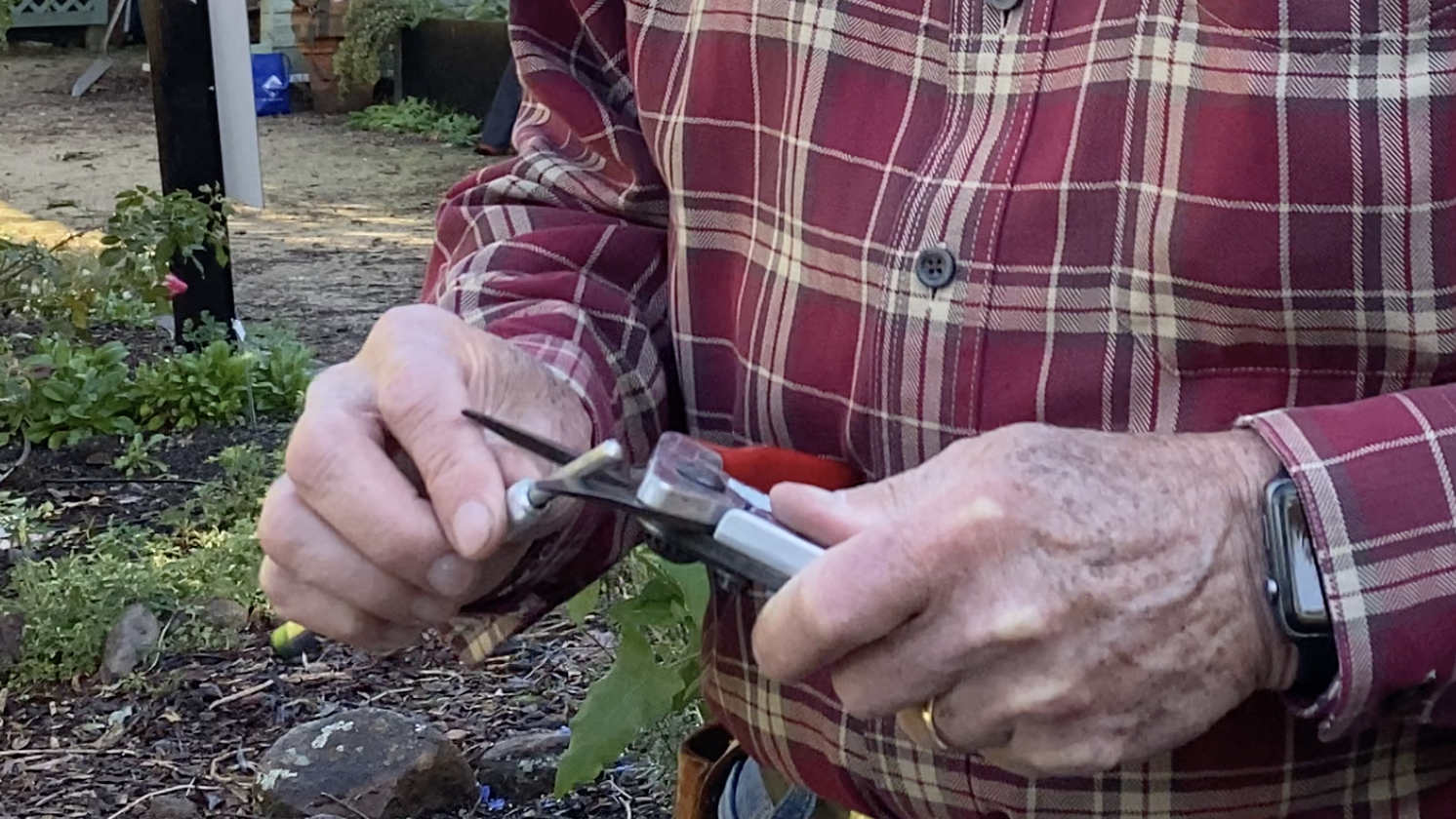 Sharpen your pruners with a file regularly. Photo: L Stiles