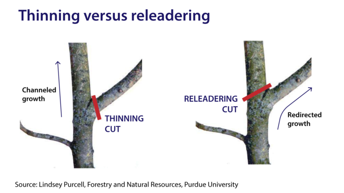 Thinning-vs-Releadering
