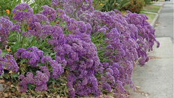 Sea lavender (Limonium perezii) blooms for months with little care. PlantMaster