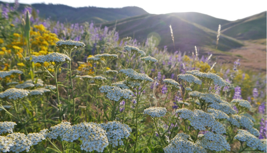Yarrow (Achillea) performs in cool coastal settings, and the flowers provide perfect landing pads for butterflies.  Photo: PlantMaster