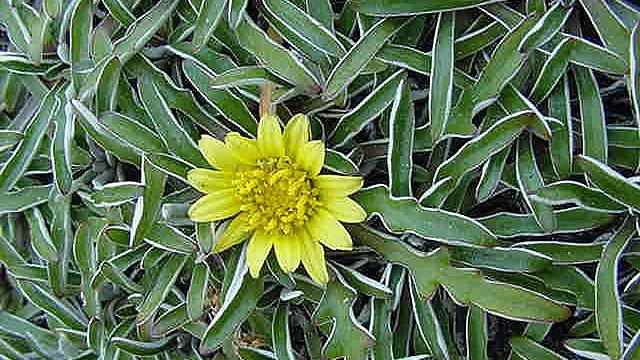 Dymondia magaretae, Wikimedia Commons