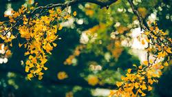 Ginkgo biloba tree leaves turn a bright yellow in fall. Jerry Wang, Unsplash