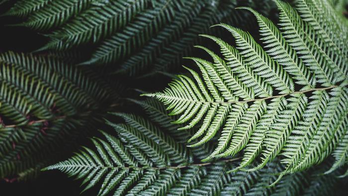 high-angle-close-up-of-fern-leaves-JV93J7T