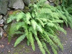 Sword ferns (Polystichum munitum) grow 4 to 5 feet tall in moist, cool forests, but typically stay smaller in gardens. PlantMaster