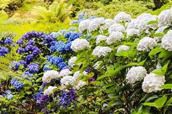 Hydrangeas are classic shade garden plants. Photo: Creative Commons