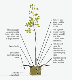 How to plant a new tree. UC Master Gardeners Handbook