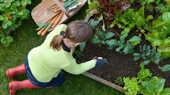 Monitor the garden for pests and diseases as you maintain it. Photo: Courtesy UC Regents