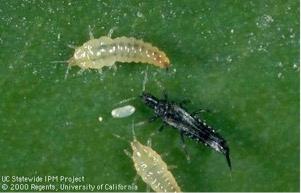 Cuban laurel thrips, yellowish nymphs, black adult, and pale egg. Photo by Jack Kelly Clark/UC IPM