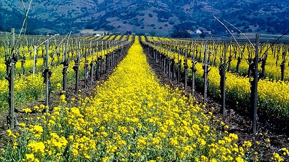 Mustard is a beautiful cover crop that suppress some harmful soil-dwelling nematodes. Photo: Courtesy of UC Regents