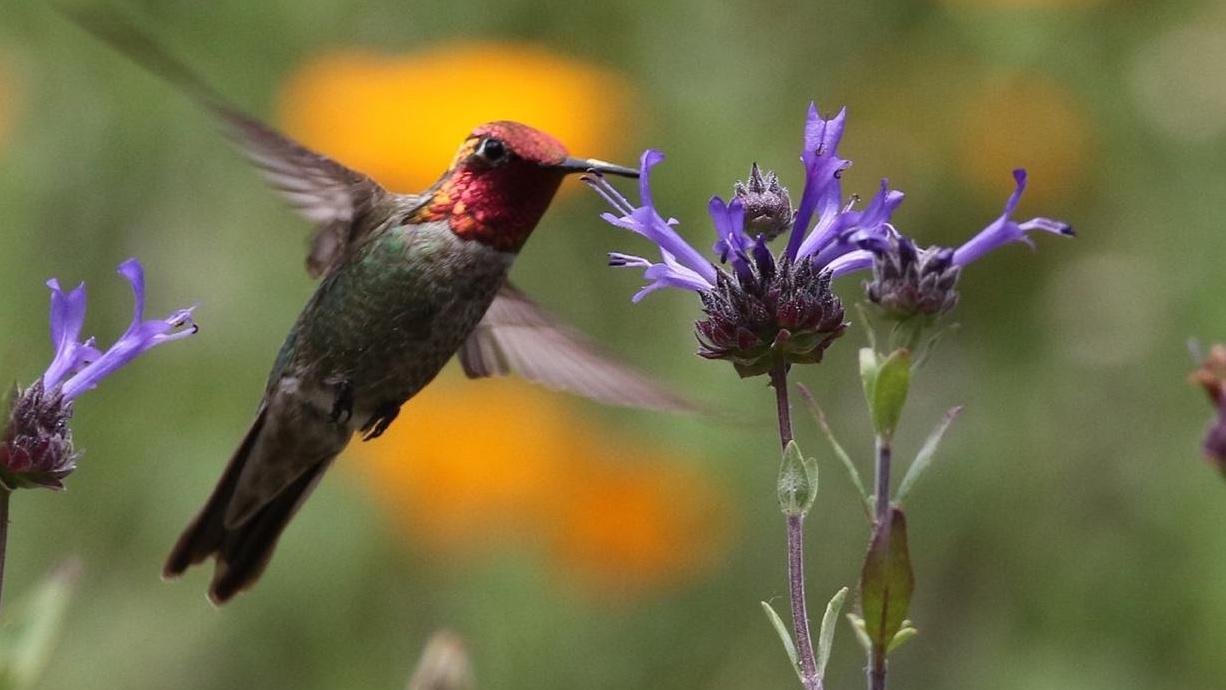 A male Anna’s hummingbird can't resist Saliva clevelandii ‘Pozo Blue,’ an easy CA native. This plant looks best with fall pruning. Photo: Bob Mauceli