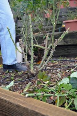 Winter pruning involves removing one-third to one-half of the rose. Photo Credit: Lenore Ruckman