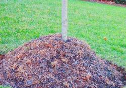 Avoid mulch volcanoes – they can make bark susceptible to insects and disease. Casey Trees