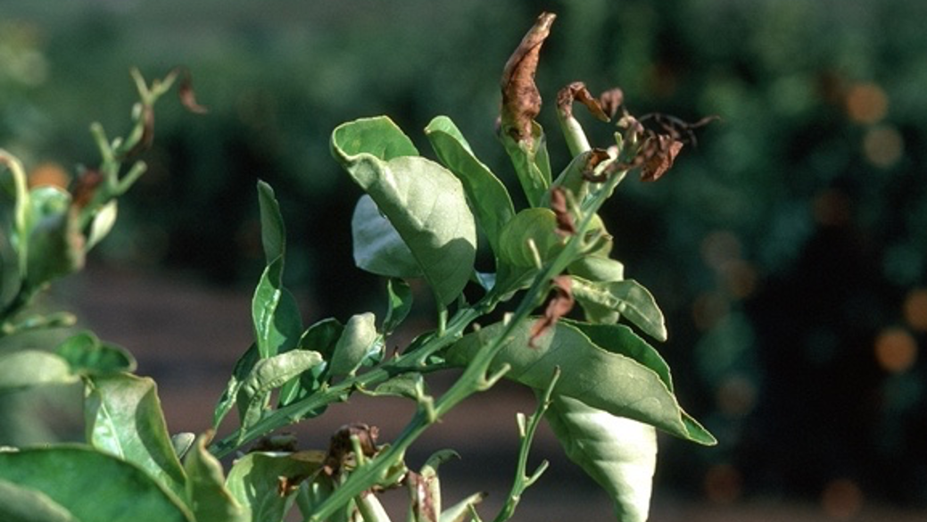 Protect sensitive plants from cold injury when frost is predicted.  Photo: Courtesy UC Regents