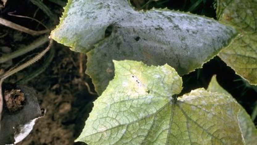 Powdery mildew is common in warm, dry conditions. Photo: Courtesy UC Regents