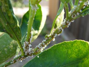 Watch for the white, waxy, curlicue substance found on the stems & leaves of citrus plants, exuded by Asian citrus psyllid nymphs. Photo: UC Regents
