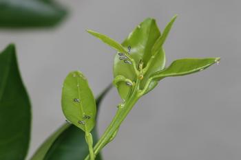These are Asian citrus psyllids on the leaves and stems of citrus plants. Note the size and positioning of the psyllids. Photo: UC Regents
