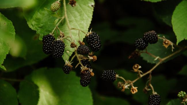 Blackberries are great candidates for tip layering. Ulvi Safari, Unsplash
