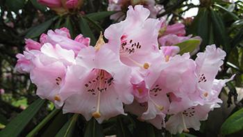 Rhododendron calophytum. Photo: Wikimedia Commons