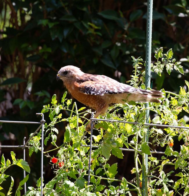 While some birds may be a garden nuisance, hawks can help keep your garden pest free. Photo: Mark Gideon