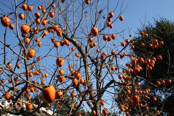 Persimmons have a chill hour requirement of less than 100 hours. Photo: Marie Narlock