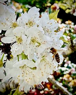 Fewer chill hours and a possible mismatch with pollinators could make cherry trees especially vulnerable to climate change. Photo: Barbara Robertson