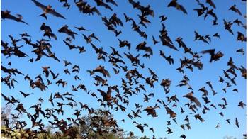 Thousands of bats fill the evening sky as they emerge to feast on small insects.