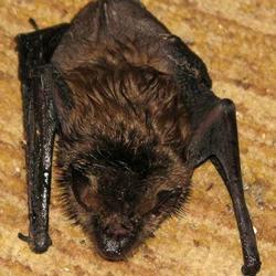 A typical little brown bat is between 2.5 and 4 inches long from nose to tail. Pixabay