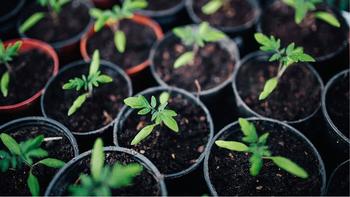 Plant tomato seeds indoors in February or March. Piqsels