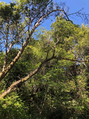 Branch death and sparse canopy signal drought stress in this coastal live oak. Photo: Martha Proctor