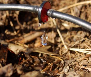 A well-designed drip irrigation system saves water, time, money, and energy. Photo: Joby Elliott for Creative Commons