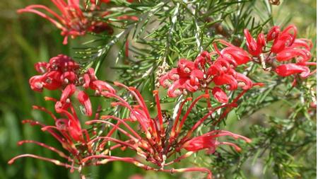 Grevillea 'Scarlet Sprite' grows 6 feet tall and wide and blooms in fall and winter. PlantMaster