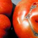 August 2021: Growing Tomatoes and Physiological Problems