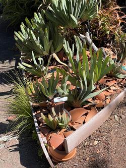 Creative design integrates recycled materials in the Succulent Garden at Falkirk. Photo: Jane Scurich