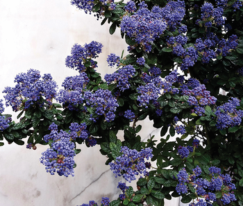 California lilac (Ceanothus spp.) is a native plant which benefits from light pruning after blooming and rain has stopped. Photo: Gabriela Beres