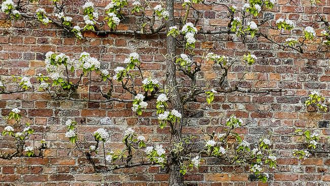 Much planning goes into espalier. Pixabay