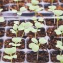 September 2021: Growing Your Own Plant Starts