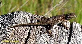 Lizards eat ants, aphids, wasps, and spiders. Photo: Robert Lane, UCANR