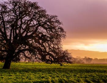 The silhouetted gesture of a bare valley oak tree at sunrise. Photo: Karen Gideon