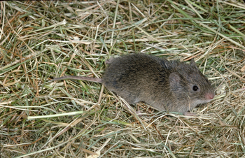 Voles are rodents that are larger than mice and smaller than rats. Photo: UC Regents