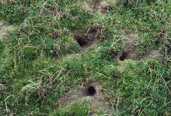Shallow burrows and adjoining pathways are evidence of a vole colony. Photo: UC Regents