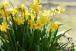 Daffodils, also called narcissus or jonquils, grow from true bulbs and thrive with minimal attention. Photo credit: peakpx.com