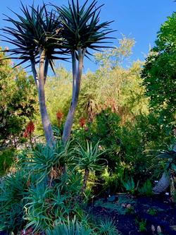 Falkirk in San Rafael has Mediterranean plants and also succulents that grow well in Marin. Photo: Gail Mason