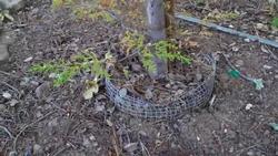 Although it's extra work at planting time, gopher baskets can save your plants. Photo: Napa Master Gardeners