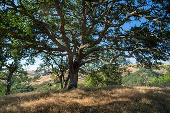 Oak woodlands are an iconic California landscape that supports a vast array of wildlife. Photo: Creative Commons
