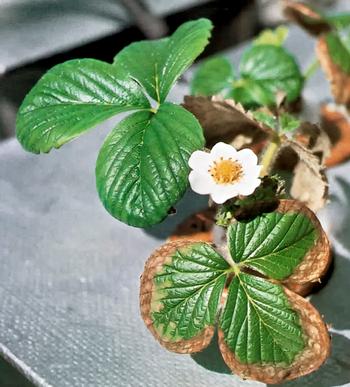 Toxic levels of salt caused the margins on the strawberry leaves to turn brown and dry. Photo: UC Regents
