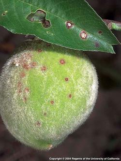 Shot hole disease on leaf and fruit. Photo: Guilhelm Vellut