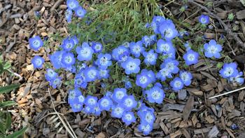Found throughout California, the spring blooming annual Baby Blue Eyes Nemophila menziesii stays under a foot tall & wide in many habitats. Bob Maucel